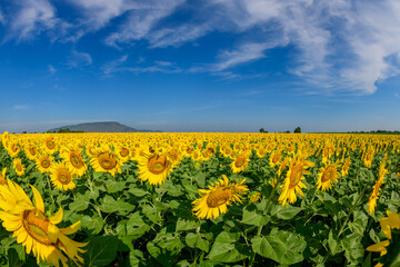 Obraz premium Vast Sunflower Field under Blue Sky with Soft Clouds