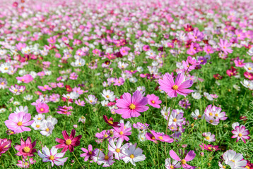 Obraz premium Pink and White Cosmos Flower Field in Full Bloom with Soft Natural Light