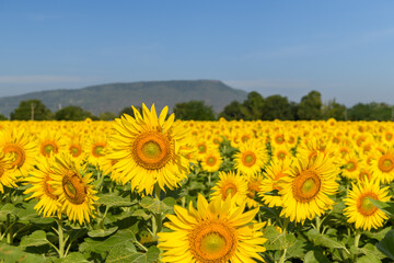 Obraz premium Sunflower Field with Mountain View and Clear Blue Sky in Summer