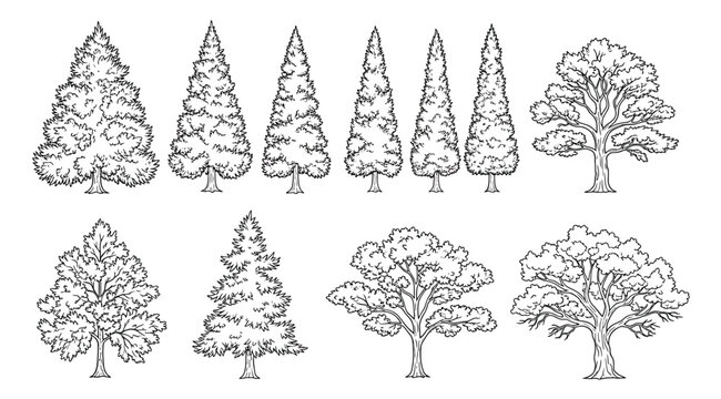 A collection of different tree shapes and types
