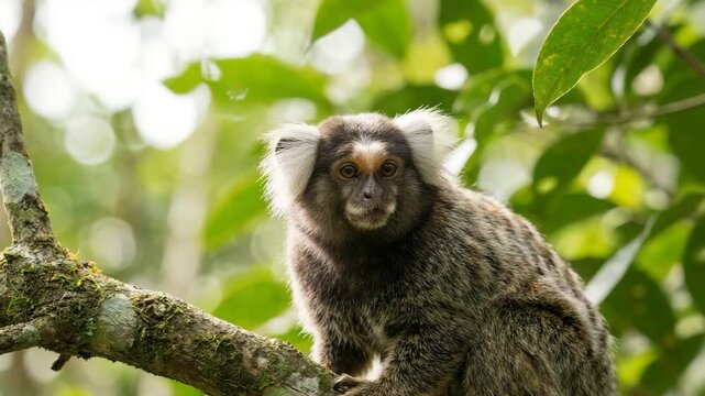  cute common marmoset primate monkey in natural habitat video