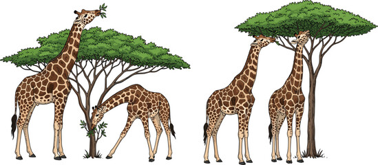 Giraffes eating leaves from acacia tree, African wildlife savanna animal vector illustration isolated on white background collection © Art_By_Aktarina
