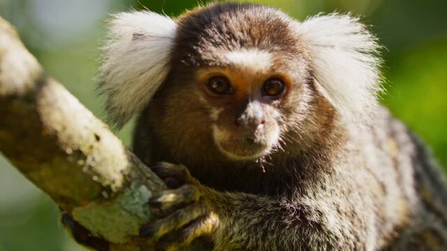 cute common marmoset primate monkey in natural habitat video