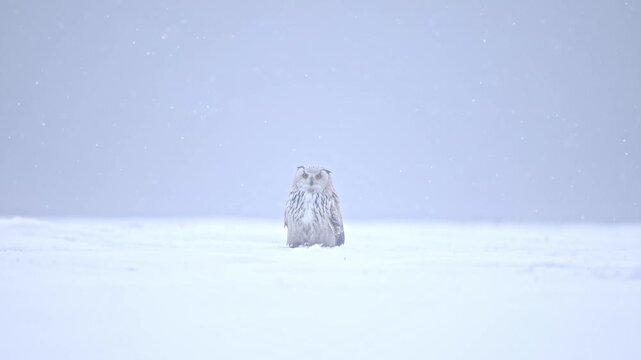 Close-up take of Siberian Eagle Owl (Bubo bubo sibiricus) taking off directly towards the camera in a natural habitat covered by snow during dense snowing. Minimal composition simple white grey toned.