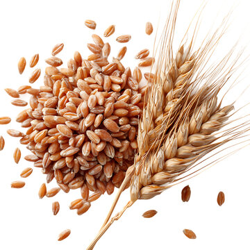  Organic peeled spelt grains and ear of wheat on white background