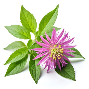 Bergamot flower isolated on a white background. Monarda didyma flower. Oswego tea, scarlet beebalm.