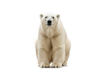Fototapeta premium Intense frontal view of a powerful polar bear, isolated with background removal for easy integration into designs.