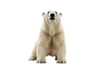 Fototapeta premium Close-up of a powerful polar bear looking forward, isolated with background removal for versatile design applications.