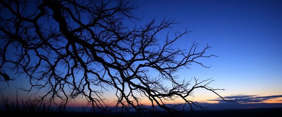 Dark, intricate branches reach skyward against a twilight gradient,  moody,  sky