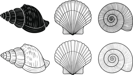 Seashell and Scallop Shell Illustrations Black and White outline vector © MDBENJIR