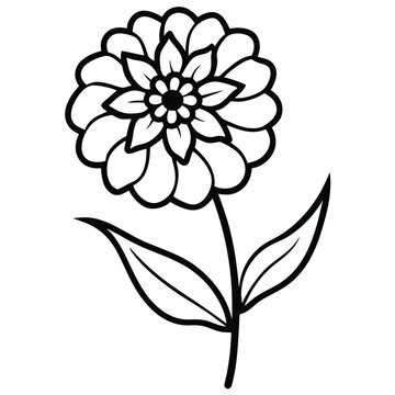 black and white zinnia flower on white background