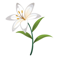Obraz premium white zephyranthes candida rain lily flower