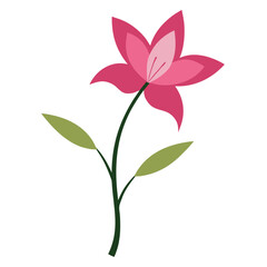 Fototapeta premium zephyranthes candida pink flower silhouette on white background