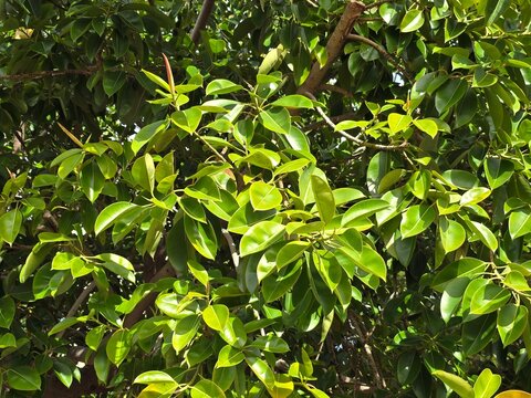 Lush green foliage of a tropical tree, possibly a Ficus species. The image shows dense, glossy oval leaves with a vibrant green hue, catching the bright daylight and creating a natural, textured patte