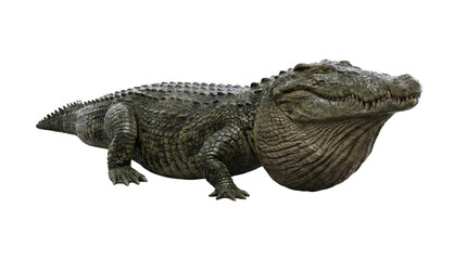 Obraz premium Deinosuchus prehistoric crocodile isolated. Giant ancient reptile.