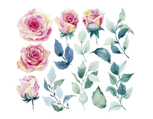 Set vector watercolor floral elements of roses, leaves. Botanic illustration isolated on white background.