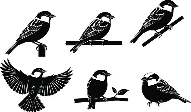 Black and white sparrow silhouettes set, detailed vector bird collection with perched and flying poses, isolated illustration for logo design, wildlife decor, and branding