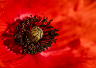 Mak polny (Papaver rhoeas L.) © tom