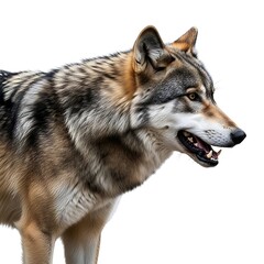 Fototapeta premium Wolf with open mouth looking to the right isolated on white background