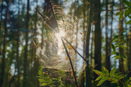 shining sun through the spider web