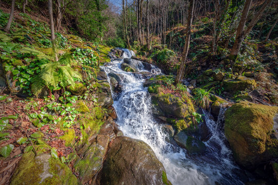 Spring Waterfall In Mtirala Park
