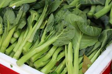 Obraz premium A Pile of Fresh Green Chinese Broccoli (Gai Lan) with Thick Stems and Vibrant Leaves Arranged in a Market Container.