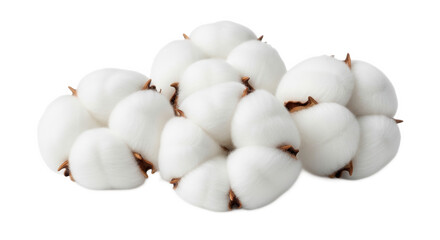 Cotton Bolls Soft White Cotton Bolls in Natural Daylight on Isolated White Background for Textile Industry
