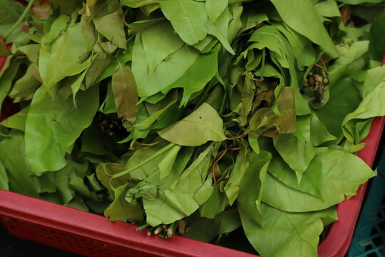 A Bundle of Fresh Young leaves of Melinjo (Gnetum gnemon) Plant) Displayed in a Red Plastic Crate at a Local Thai Market.
