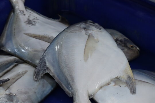Several Fresh Raw White Pomfret Fish (Pampus argenteus) Displayed in a Blue Plastic Crate at a Seafood Market.