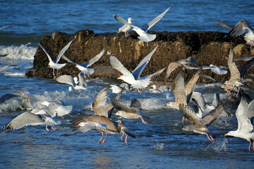 Silberm&ouml;wen-Wimmelbild