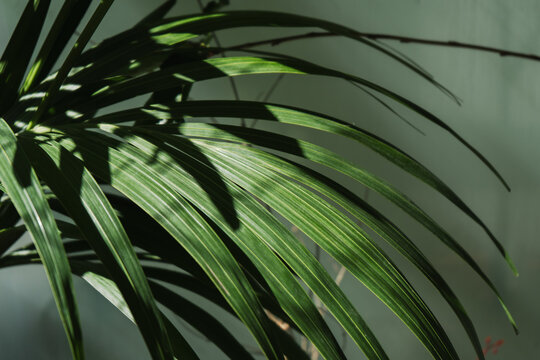 Close-up detail of the deep green leaves of the Kentia palm plant