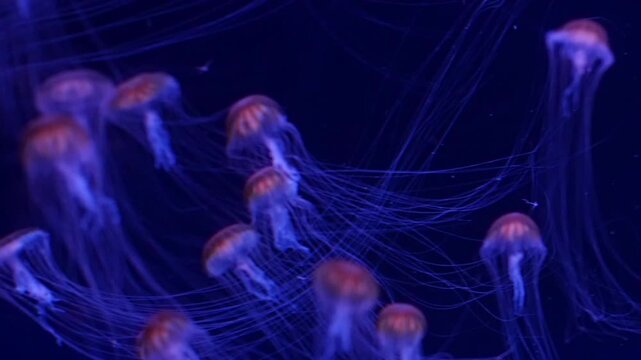 Close-up footage of glowing jellyfish drifting gracefully in a dark blue aquarium environment. Transparent marine organisms illuminated with vibrant bioluminescent tones, creating a serene underwater 
