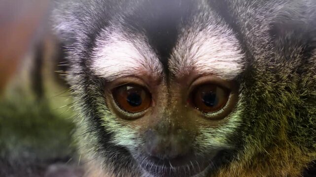 Very close up of slow loris monkey head watching and turning his head while sitting on a tree branch.