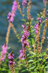 Fototapeta premium Purple loosestrife flowers - Latin name - Lythrum salicaria