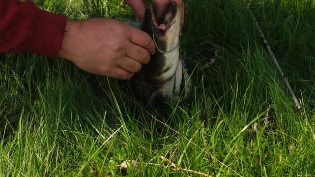 Stylized senior man with long hair catching big catfish on river bank