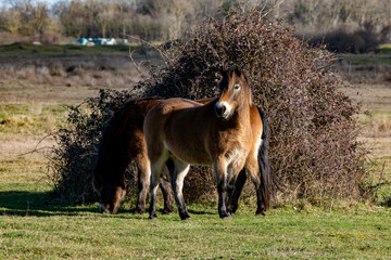 Schöne Konik-Pferde auf großer Weide © R.klein