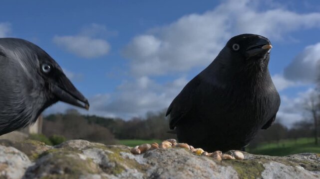 Jackdaws (Corvus monedula) in closeup, eating seeds from a stone wall. February, Kent, UK [Slow motion x4]