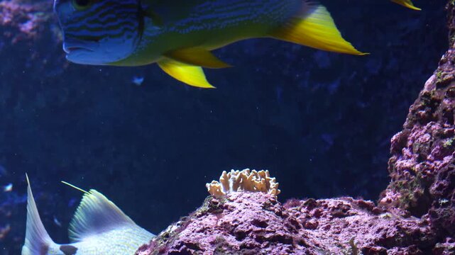 Close-up of a Bludger Fish Swimming in a Tropical Aquarium, Cinematic 4K