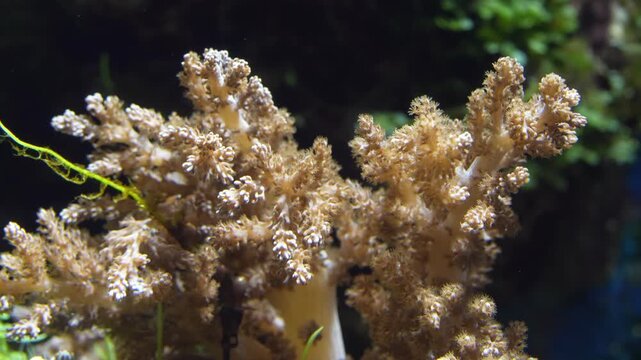 Close-up of a Beautiful Leather Coral Soft Coral in Aquarium Display 4K