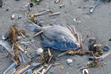 Fischbild am Strand mit schönen Muscheln  © R.klein