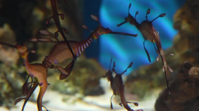 Seadragons Swimming in Aquarium Water in Captivity Shot in 4K