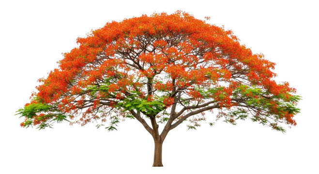 3d flamboyant tree with vibrant orange flowers isolated transparent bg, cutout png