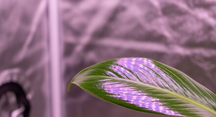 Obraz premium Plant grow light illuminating green leaf with vibrant purple spectrum. Grow light provides essential full spectrum illumination for indoor plant cultivation.