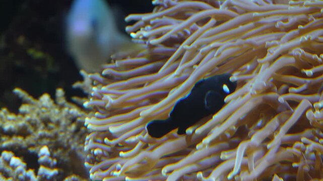 Clownfish Swimming in Anemone in Aquarium, Close-up Static Shot in 4K