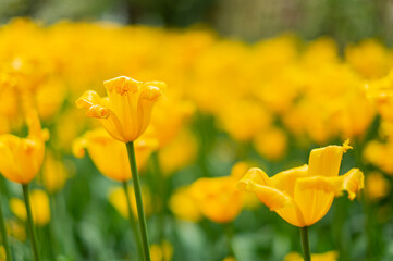Obraz premium Yellow Tulips In Soft Focus Garden