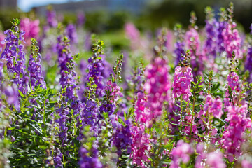 Obraz premium Vibrant Purple And Pink Flower Field In Bloom