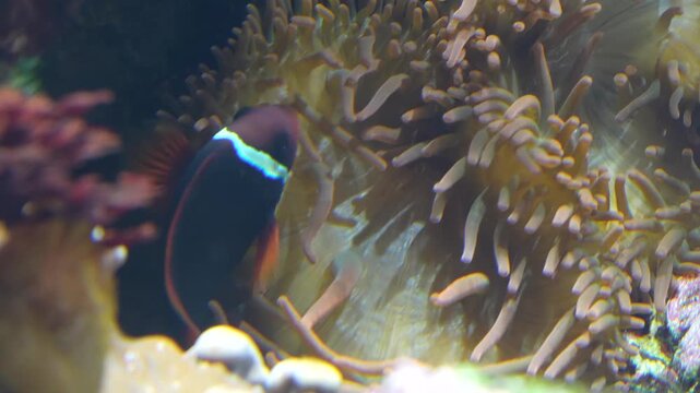 Clownfish Swimming Around Sea Anemone in Aquarium Tank Close Up 4K