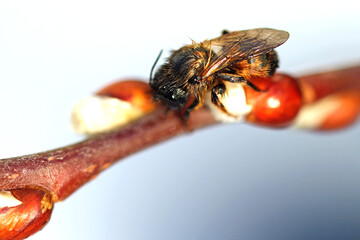 Red cattail is one of the first sources of food for wild bees in spring.