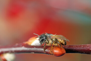 Red cattail is one of the first sources of food for wild bees in spring.