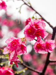 Obraz premium Pink Cherry Blossoms With Dew Drops